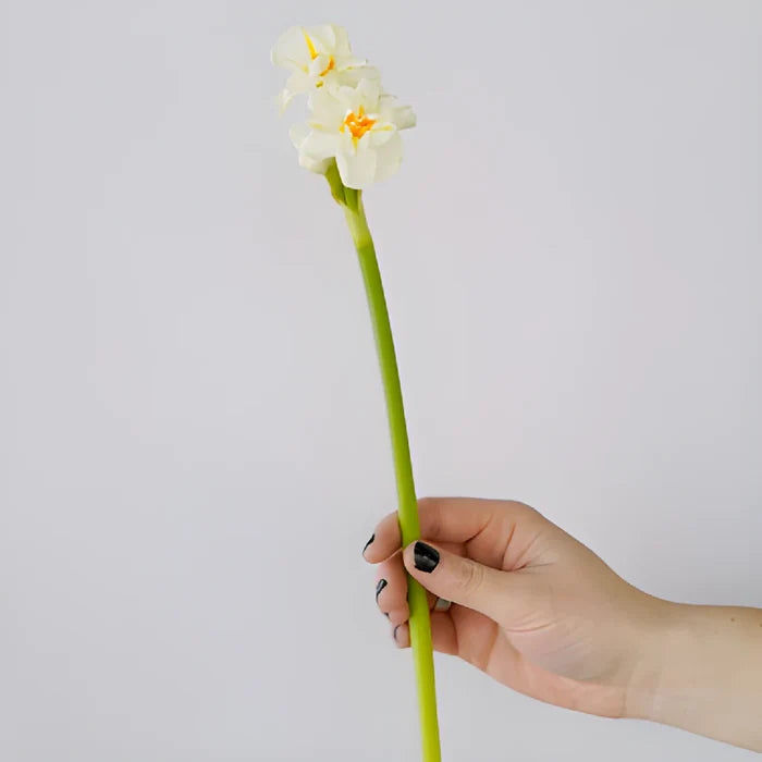 Honey Dipped Narcissus Daffodil Flowers