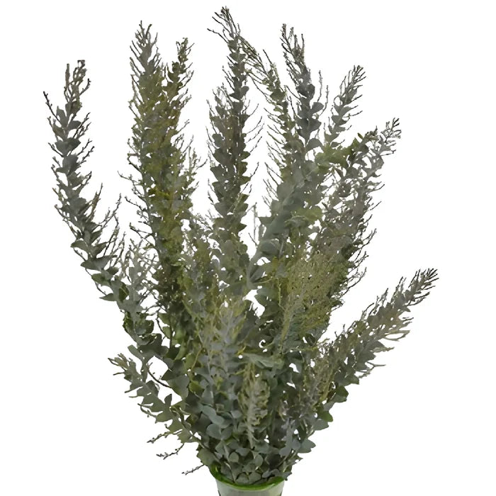Bunch of knifeblade acacia greenery filler