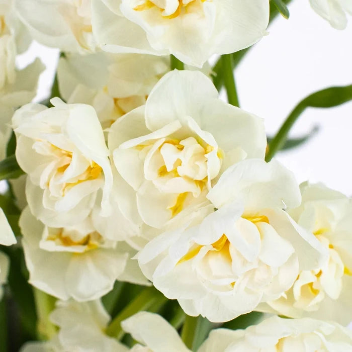 White Daffodil Flower Up Close