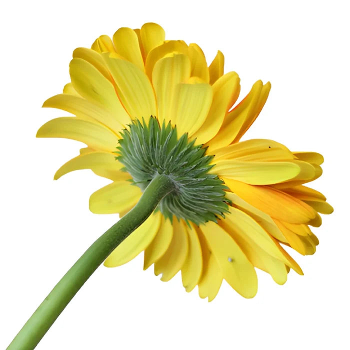 Bright Sunflower Gerbera Daisies