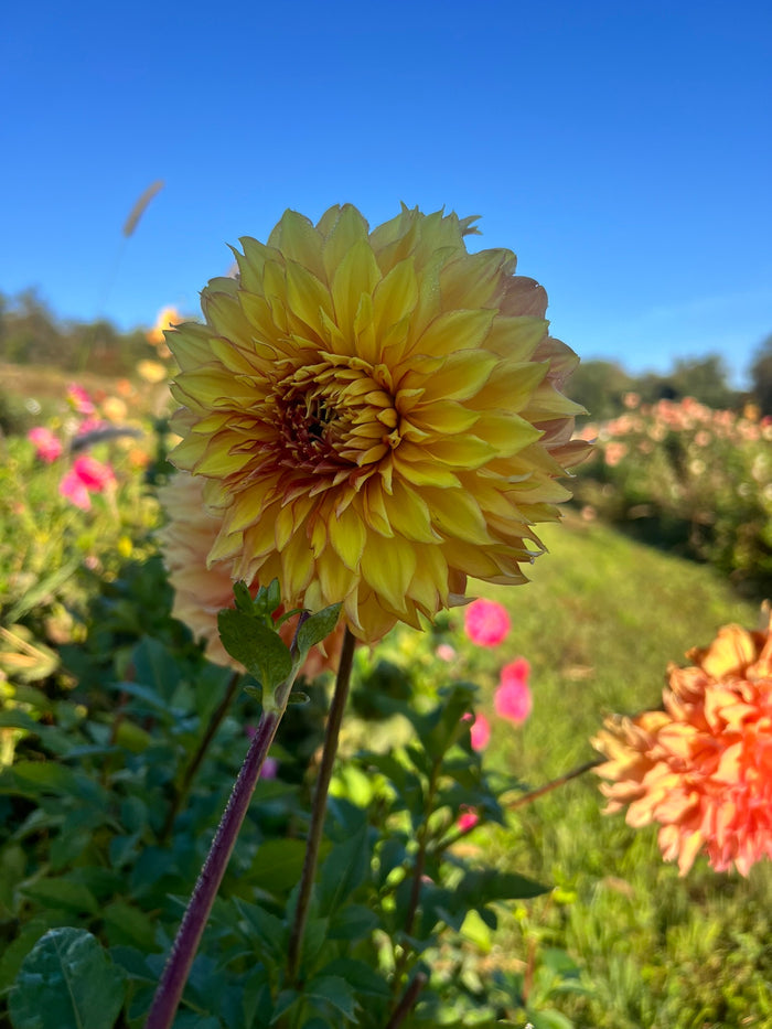 Camano Honey