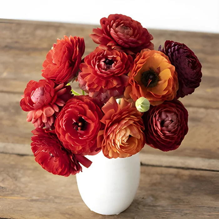 Chocolate Ranunculus Fresh Cut Flower
