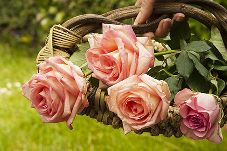 Fresh Cut Roses (KY) Fragrance Oil 15538