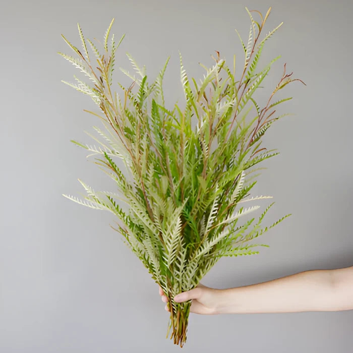 Fresh Grevillea Greens