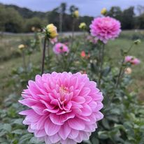 Hapet Rose Dream ($10) Limit 1