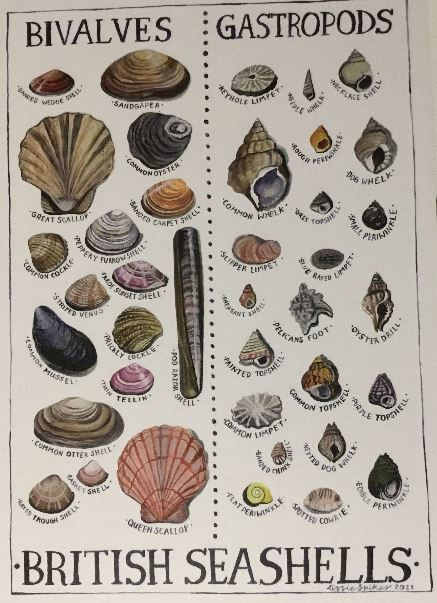 Individual Card 'British Seashells' by Lizzie Spikes