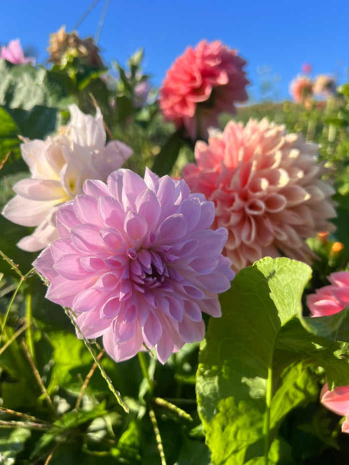 Lakeview Lady (not the lavendar flower in picture but behind it)