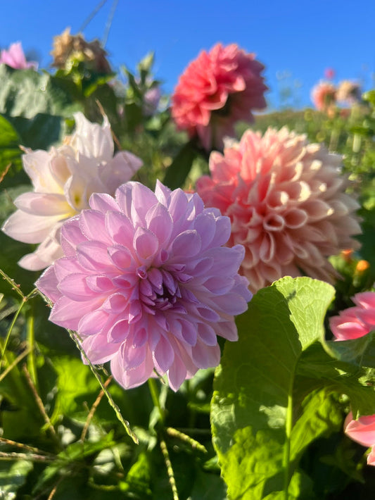 Lakeview Lady (not the lavendar flower in picture but behind it)