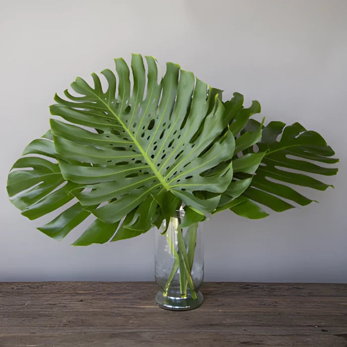 Large Monstera Leaves Tropical Greenery