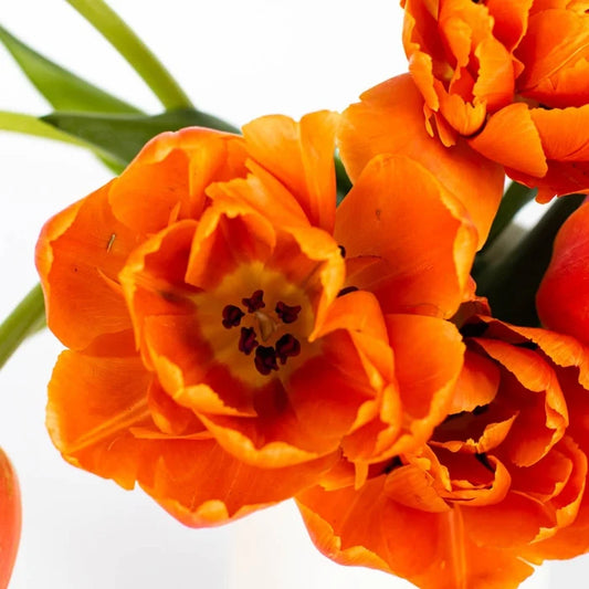 Mandarin Bliss Double Tulip Stem - Image