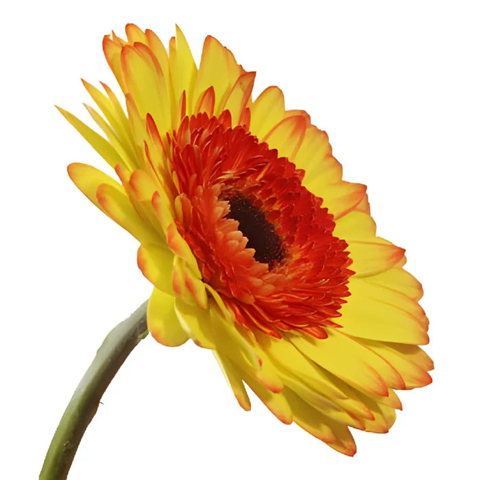 Mini Oopsie Gerber Daisies