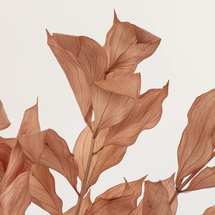 Mocha Dried Ruscus Greenery Close Up - Image