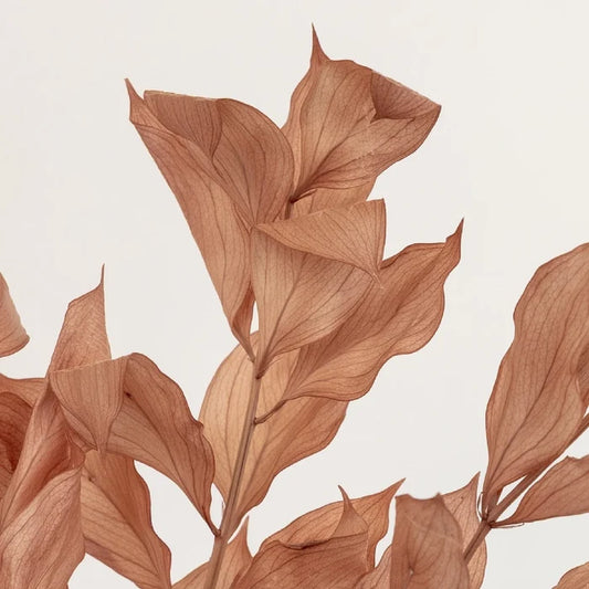 Mocha Dried Ruscus Greenery Close Up - Image