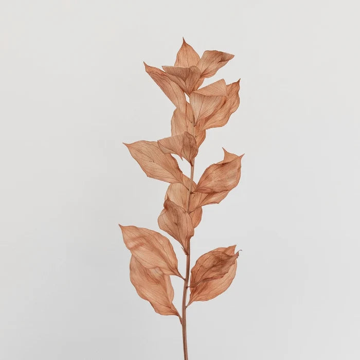 Mocha Dried Ruscus Greenery Stem - Image