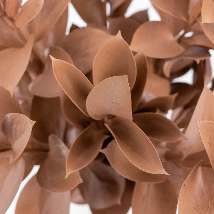 Mocha Mousse Ruscus Greenery Close Up - Image