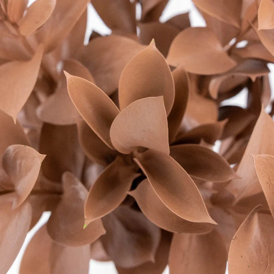 Mocha Mousse Ruscus Greenery Close Up - Image