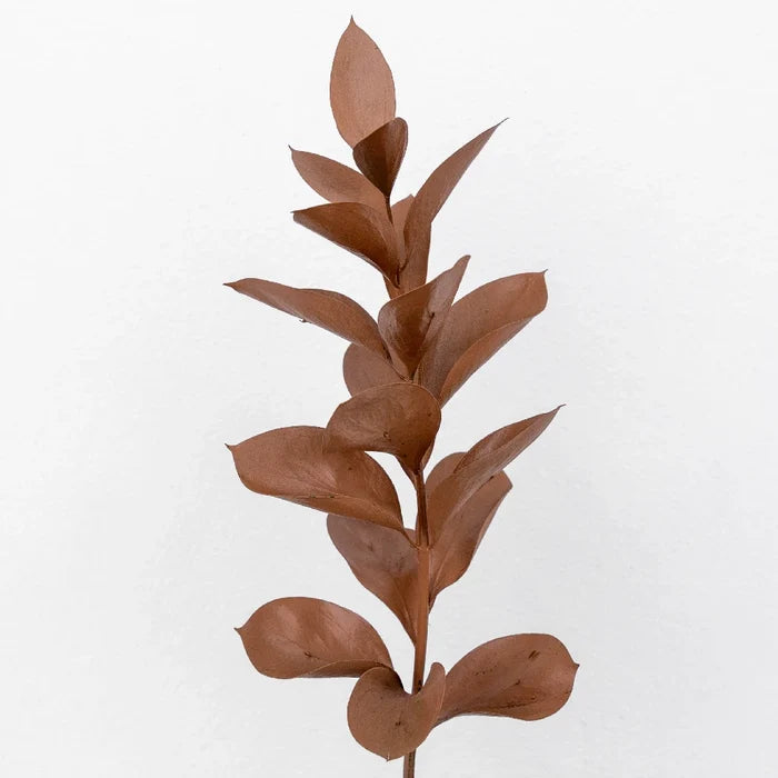 Mocha Mousse Ruscus Greenery Stem - Image