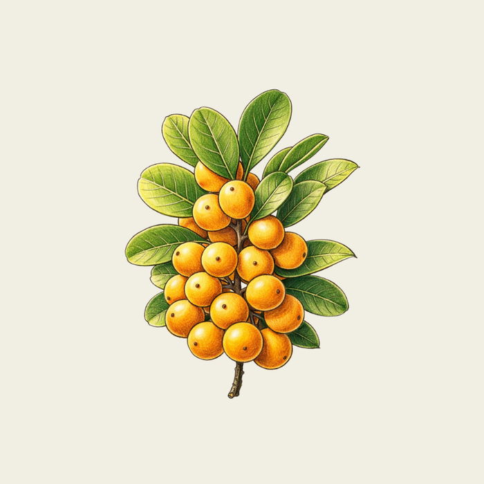 Oway Bodifying Hair Renewer