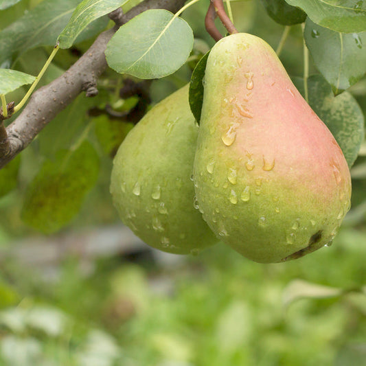 Pear Glace - EO & FO Blend 307
