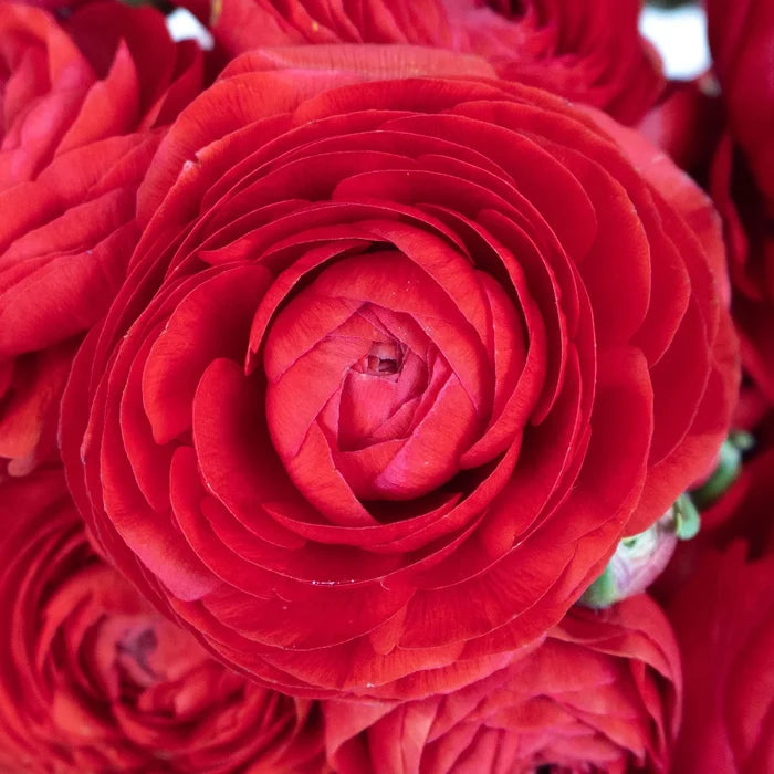 Red Ranunculus Flower Up Close