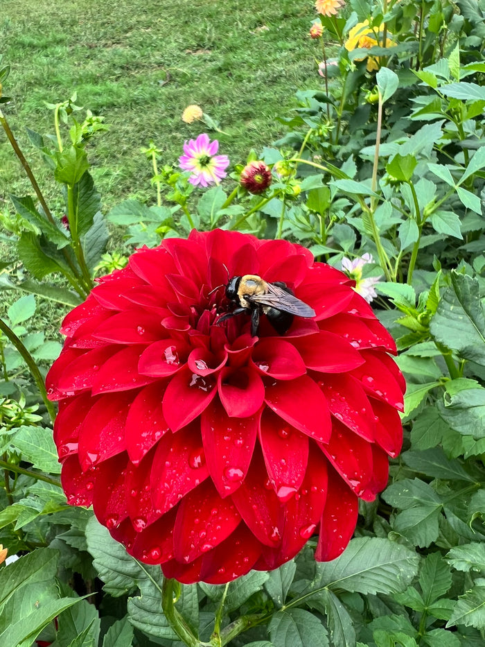 River's Cherry Bomb