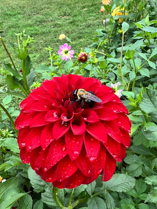 River's Cherry Bomb