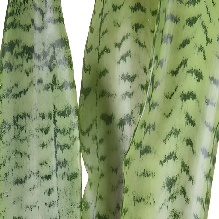 Sanseveria Tropical Greens