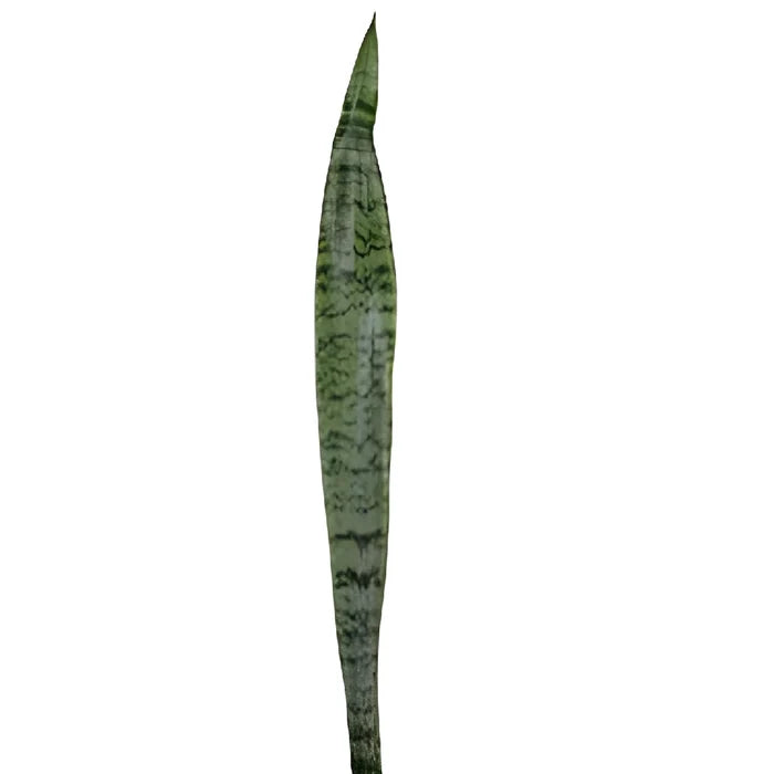 Sanseveria Tropical Greens