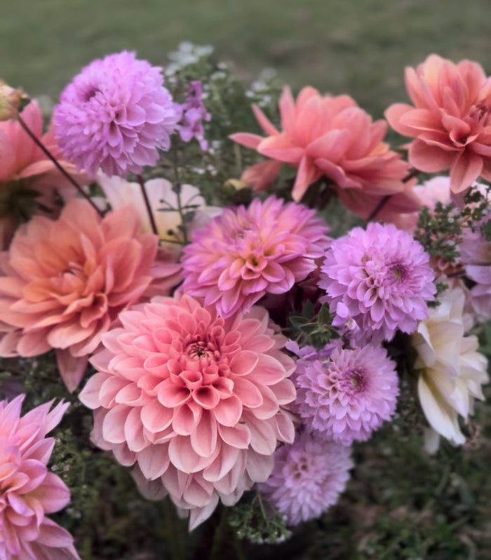 SF Afterlight