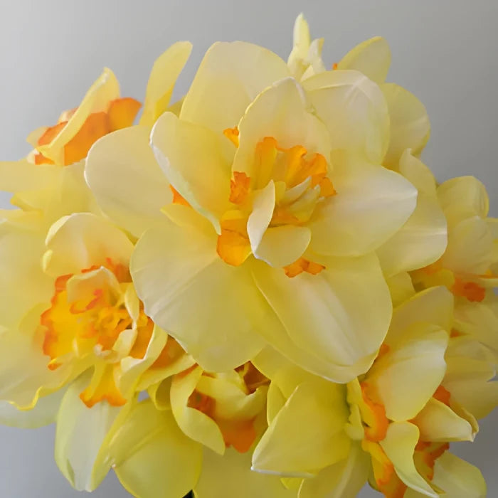 Soft Sunrise Daffodil Flowers