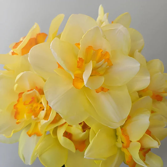 Soft Sunrise Daffodil Flowers