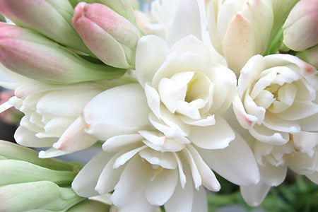 Wild Tuberose & Jasmine Fragrance Oil 17158